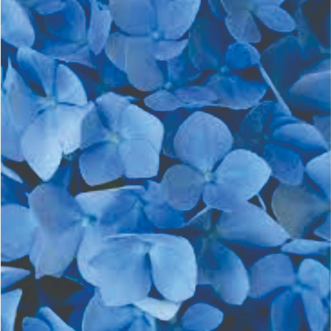 Sybil Helen Coyliss Muir 